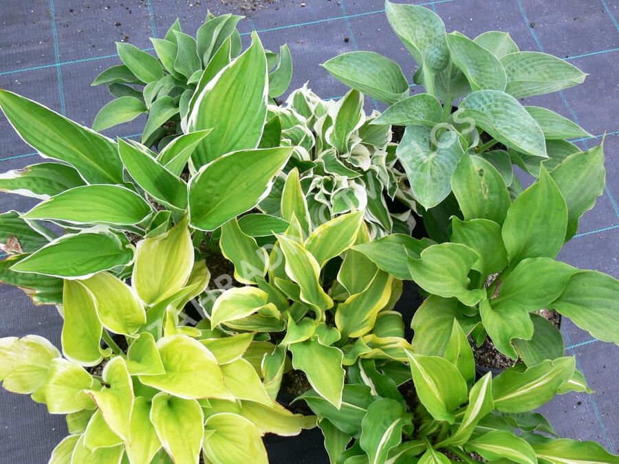 Bohyška - Hosta mix