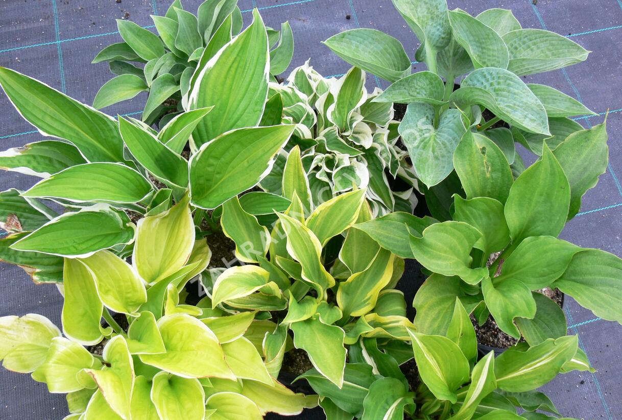 Bohyška - Hosta mix
