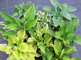 Bohyška - Hosta mix
