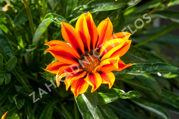 Gazánie zářivá 'Kiss Orange Flame' - Gazania rigens 'Kiss Orange Flame'