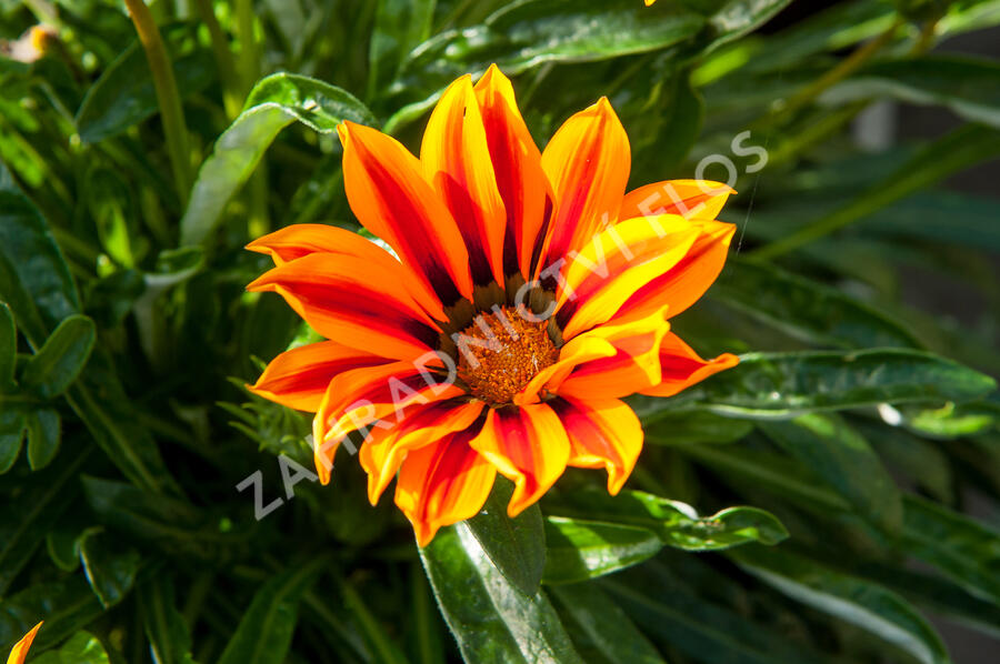 Gazánie zářivá 'Kiss Orange Flame' - Gazania rigens 'Kiss Orange Flame'