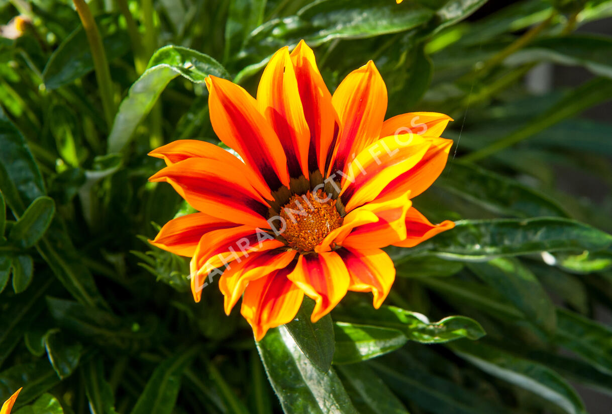 Gazánie zářivá 'Kiss Orange Flame' - Gazania rigens 'Kiss Orange Flame'