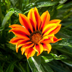 Gazánie zářivá 'Kiss Orange Flame' - Gazania rigens 'Kiss Orange Flame'