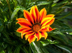 Gazánie zářivá 'Kiss Orange Flame' - Gazania rigens 'Kiss Orange Flame'