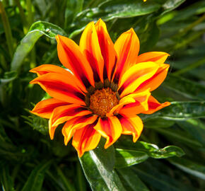 Gazánie zářivá 'Kiss Orange Flame' - Gazania rigens 'Kiss Orange Flame'