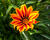 Gazánie zářivá 'Kiss Orange Flame'