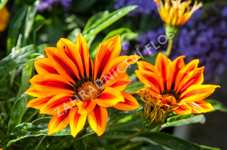 Gazánie zářivá 'Kiss Orange Flame' - Gazania rigens 'Kiss Orange Flame'