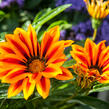 Gazánie zářivá 'Kiss Orange Flame' - Gazania rigens 'Kiss Orange Flame'