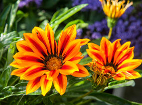 Gazánie zářivá 'Kiss Orange Flame' - Gazania rigens 'Kiss Orange Flame'