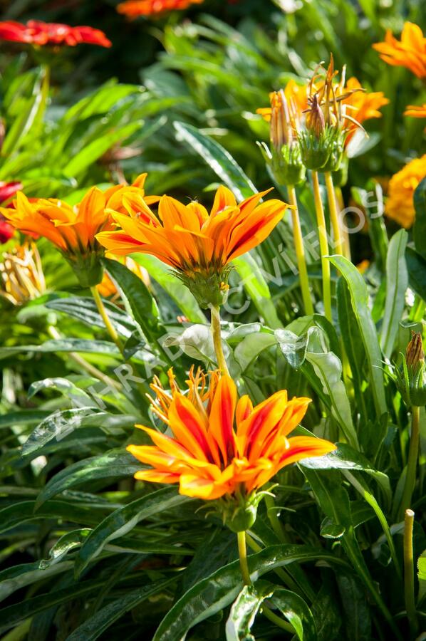 Gazánie zářivá 'Kiss Orange Flame' - Gazania rigens 'Kiss Orange Flame'