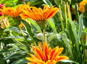 Gazánie zářivá 'Kiss Orange Flame' - Gazania rigens 'Kiss Orange Flame'