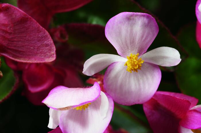 Begónie 'Braveheart' - Begonia hybrida 'Braveheart'