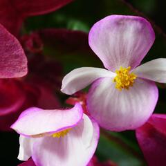 Begónie 'Braveheart' - Begonia hybrida 'Braveheart'