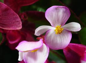 Begónie 'Braveheart' - Begonia hybrida 'Braveheart'