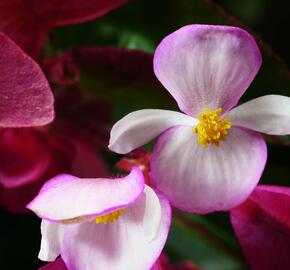 Begónie 'Braveheart' - Begonia hybrida 'Braveheart'