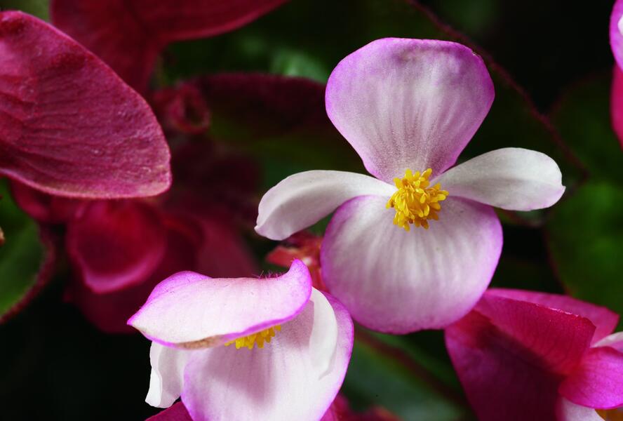 Begónie 'Braveheart' - Begonia hybrida 'Braveheart'
