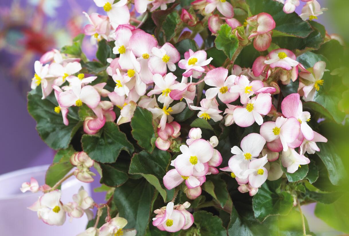 Begónie 'Braveheart' - Begonia hybrida 'Braveheart'