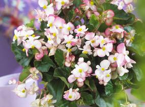 Begónie 'Braveheart' - Begonia hybrida 'Braveheart'