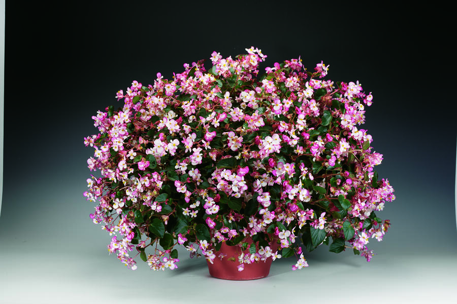 Begónie 'Braveheart' - Begonia hybrida 'Braveheart'