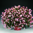 Begónie 'Braveheart' - Begonia hybrida 'Braveheart'