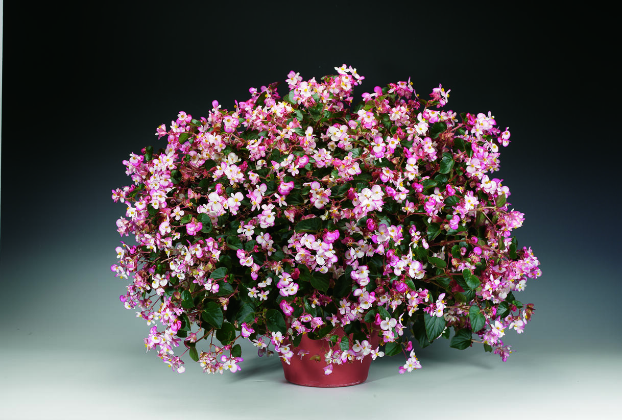 Begónie 'Braveheart' - Begonia hybrida 'Braveheart'