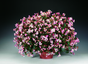 Begónie 'Braveheart' - Begonia hybrida 'Braveheart'