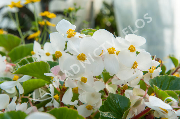 Begónie 'Baby Wing' - Begonia hybrida 'Baby Wing'