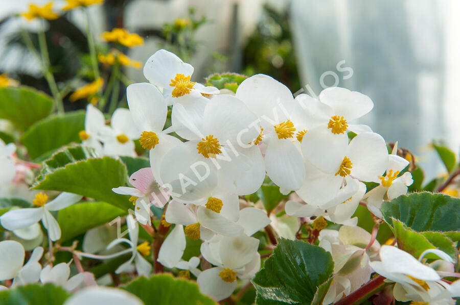 Begónie 'Baby Wing' - Begonia hybrida 'Baby Wing'