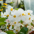Begónie 'Baby Wing' - Begonia hybrida 'Baby Wing'