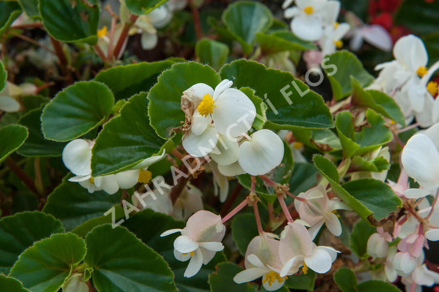 Begónie 'Baby Wing' - Begonia hybrida 'Baby Wing'