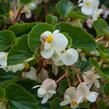 Begónie 'Baby Wing' - Begonia hybrida 'Baby Wing'