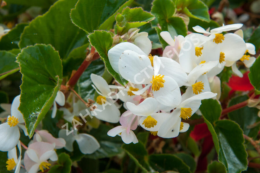 Begónie 'Baby Wing' - Begonia hybrida 'Baby Wing'