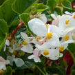 Begónie 'Baby Wing' - Begonia hybrida 'Baby Wing'