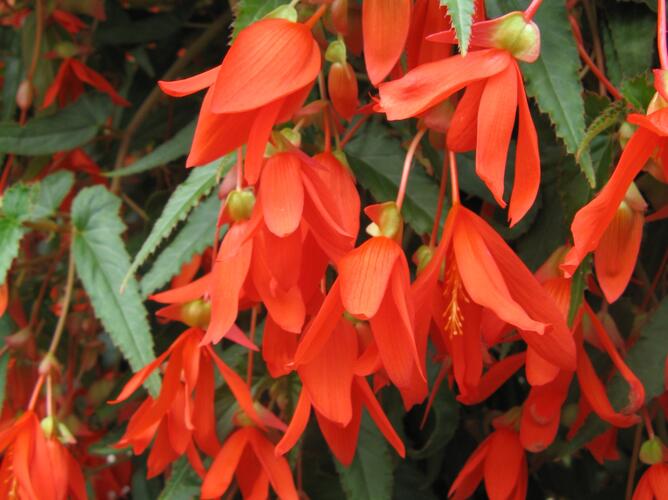 Begónie bolívijská 'Bellavista Deep Orange' - Begonia boliviensis 'Bellavista Deep Orange'