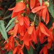 Begónie bolívijská 'Bellavista Deep Orange' - Begonia boliviensis 'Bellavista Deep Orange'