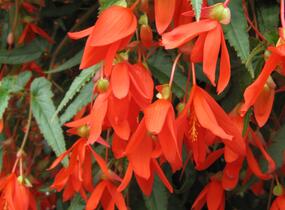 Begónie bolívijská 'Bellavista Deep Orange' - Begonia boliviensis 'Bellavista Deep Orange'