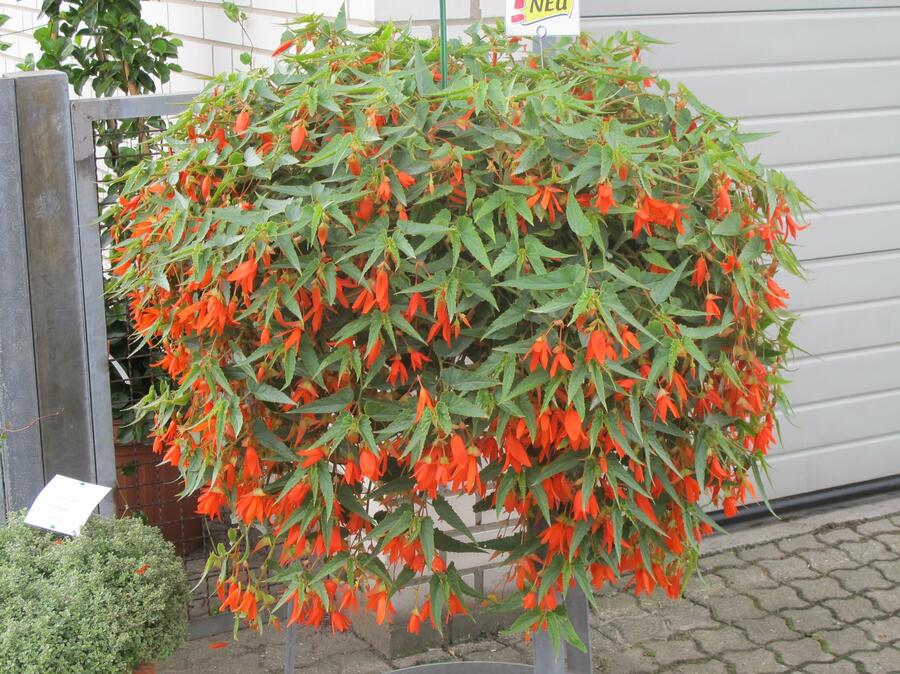 Begónie bolívijská 'Bellavista Deep Orange' - Begonia boliviensis 'Bellavista Deep Orange'