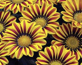 Gazánie zářivá 'Impressa Yellow Flame'