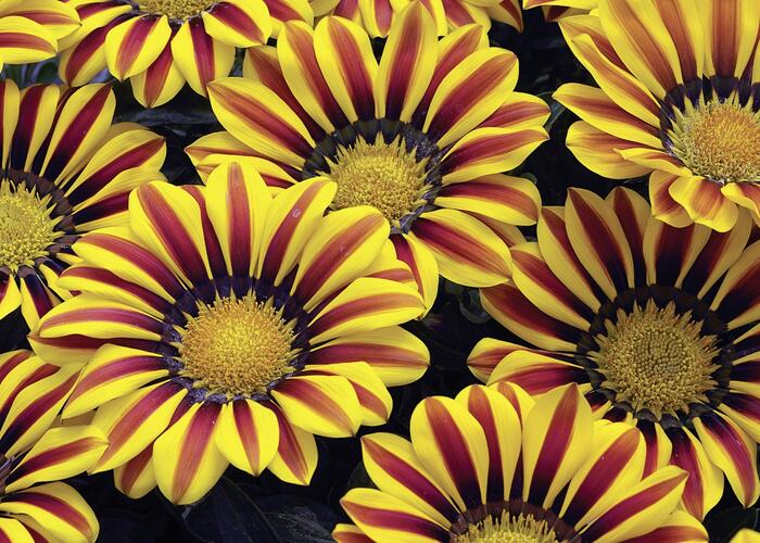 Gazánie zářivá 'Impressa Yellow Flame' - Gazania rigens 'Impressa Yellow Flame'