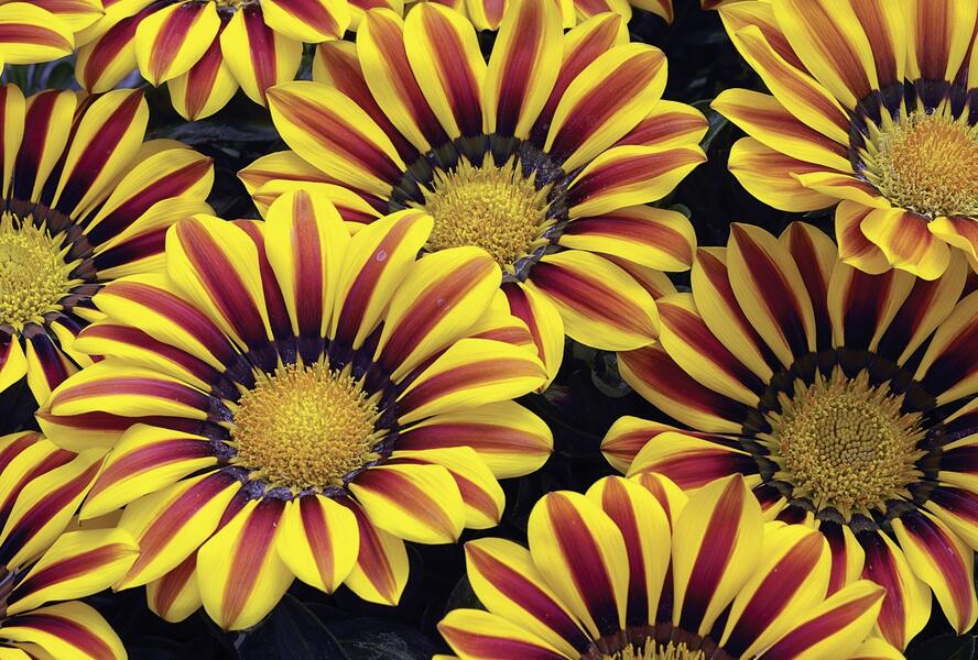 Gazánie zářivá 'Impressa Yellow Flame' - Gazania rigens 'Impressa Yellow Flame'