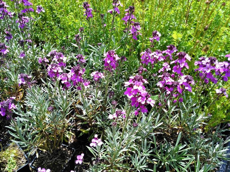 Trýzel 'Super Bowl Mauve' - Erysimum linifolium 'Super Bowl Mauve'