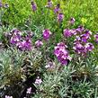 Trýzel 'Super Bowl Mauve' - Erysimum linifolium 'Super Bowl Mauve'