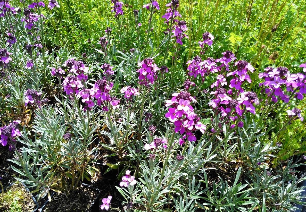 Trýzel lnolistý 'Super Bowl Mauve' - Erysimum linifolium 'Super Bowl Mauve'
