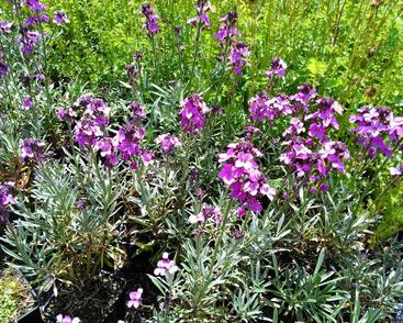 Trýzel lnolistý 'Super Bowl Mauve'