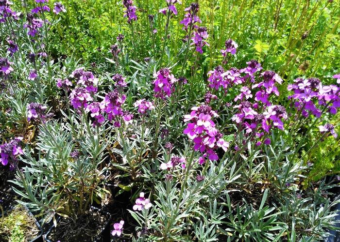 Trýzel 'Super Bowl Mauve' - Erysimum linifolium 'Super Bowl Mauve'