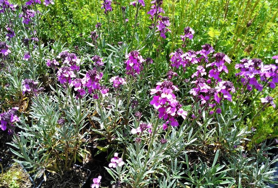 Trýzel lnolistý 'Super Bowl Mauve' - Erysimum linifolium 'Super Bowl Mauve'