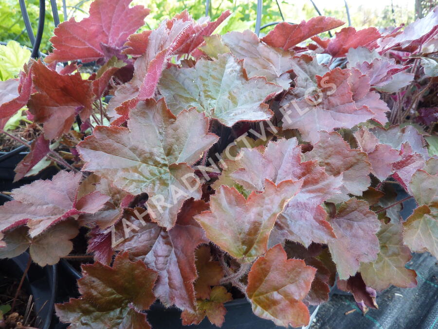 Dlužicha americká 'Palace Purple' - Heuchera americana 'Palace Purple'