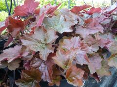Dlužicha americká 'Palace Purple' - Heuchera americana 'Palace Purple'