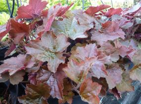 Dlužicha americká 'Palace Purple' - Heuchera americana 'Palace Purple'
