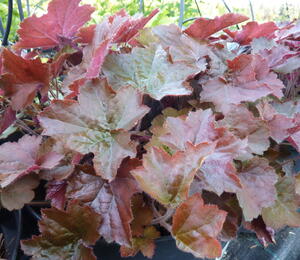 Dlužicha americká 'Palace Purple' - Heuchera americana 'Palace Purple'